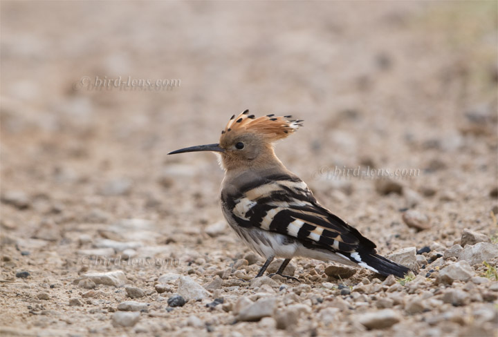 Eurasian Hoopoe